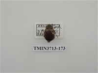 藏品(金龜子科)的圖片